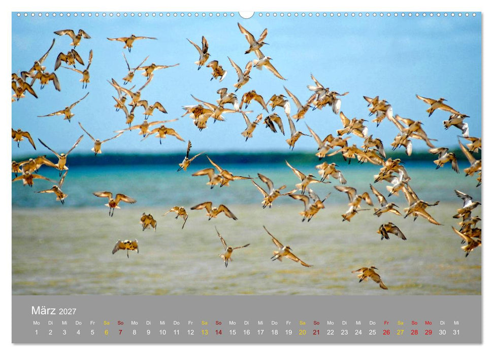 Lamu - Geheimtipp in Kenia (CALVENDO Wandkalender 2027)