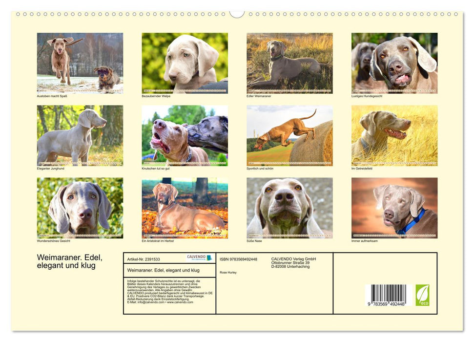Weimaraner. Edel, elegant und klug (CALVENDO Premium Wandkalender 2027)