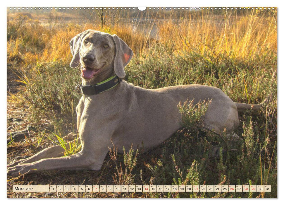 Weimaraner. Edel, elegant und klug (CALVENDO Premium Wandkalender 2027)