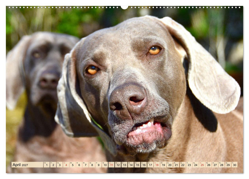 Weimaraner. Edel, elegant und klug (CALVENDO Premium Wandkalender 2027)