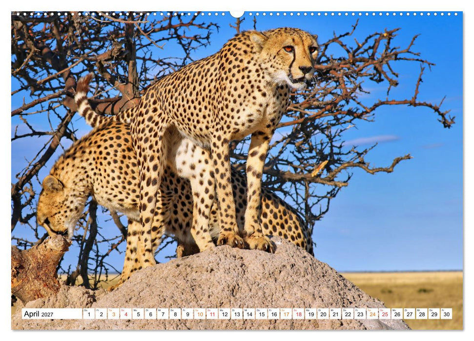 AUF BEUTEZUG (CALVENDO Premium Wandkalender 2027)