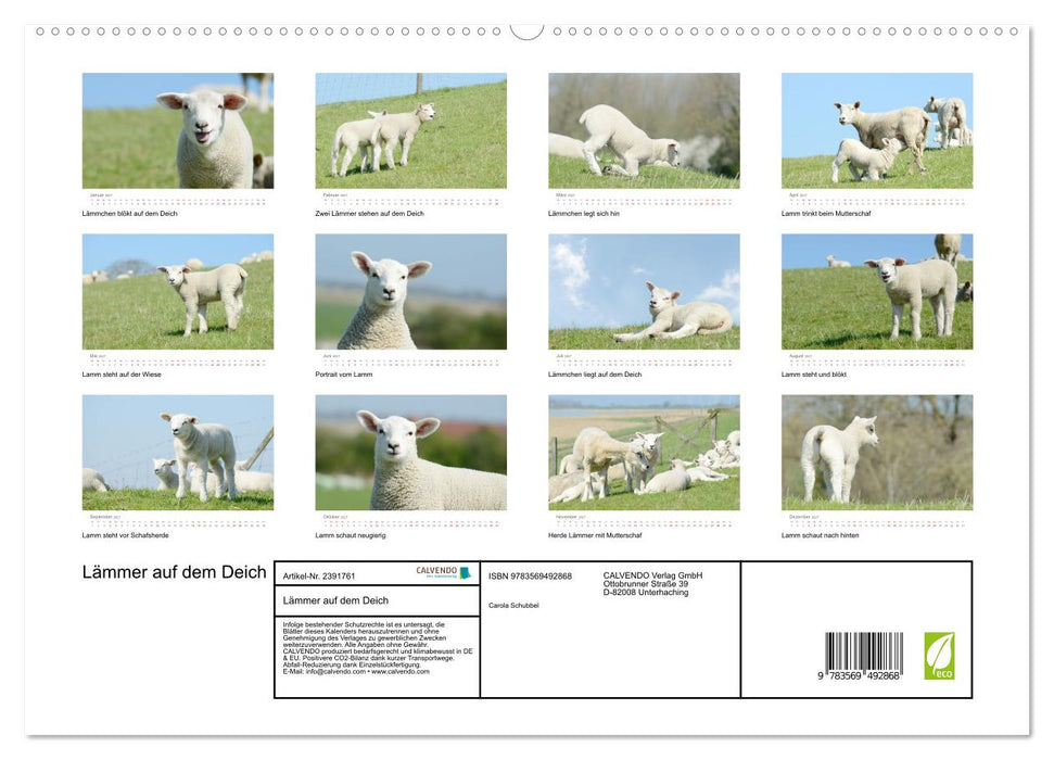 Lämmer auf dem Deich (CALVENDO Premium Wandkalender 2027)