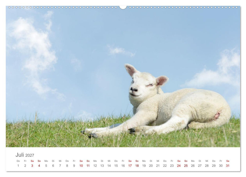 Lämmer auf dem Deich (CALVENDO Premium Wandkalender 2027)