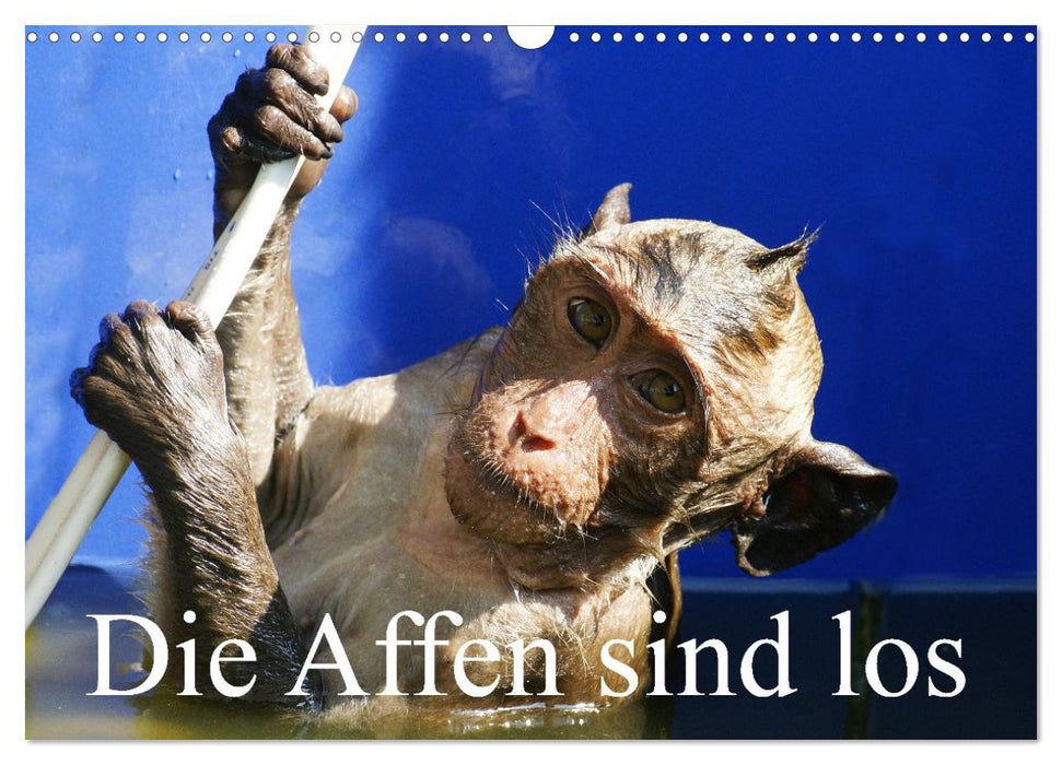 Die Affen sind los (CALVENDO Wandkalender 2027)