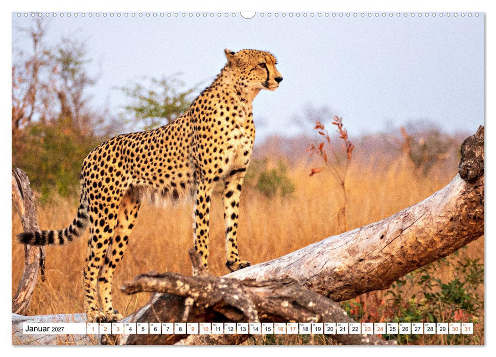 Südafrikas wilde Katzen (CALVENDO Premium Wandkalender 2027)