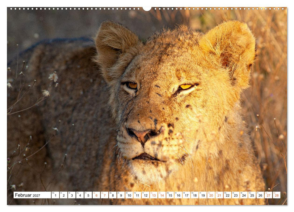 Südafrikas wilde Katzen (CALVENDO Premium Wandkalender 2027)