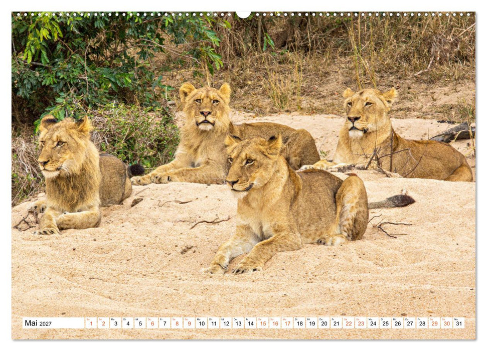 Südafrikas wilde Katzen (CALVENDO Premium Wandkalender 2027)