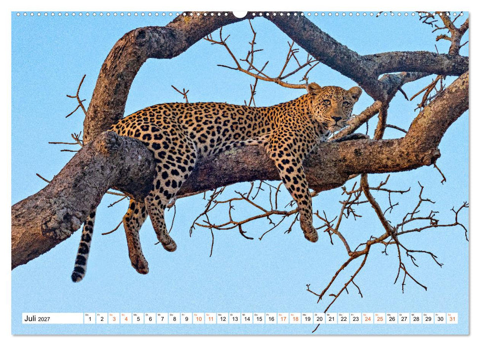 Südafrikas wilde Katzen (CALVENDO Premium Wandkalender 2027)