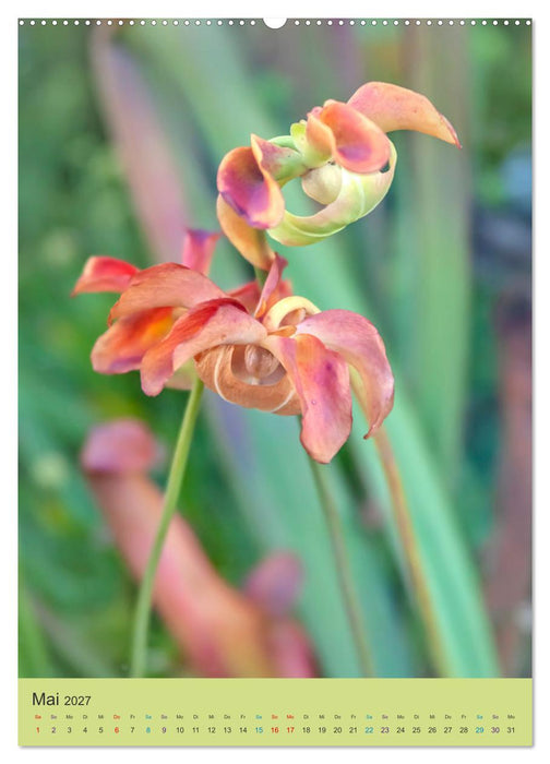 Botanischer Garten Basel - Eine Oase zum Entdecken (CALVENDO Premium Wandkalender 2027)