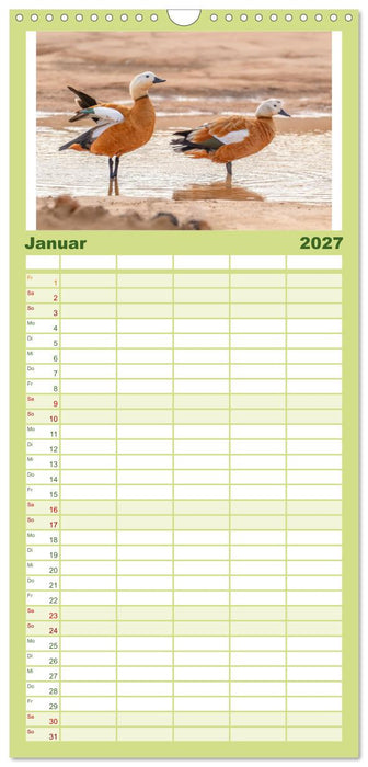 Die schönsten Brutvögel Lanzarotes (CALVENDO Familienplaner 2027)