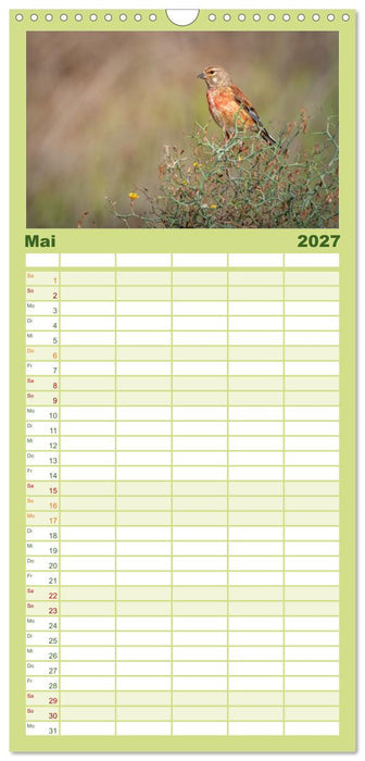 Die schönsten Brutvögel Lanzarotes (CALVENDO Familienplaner 2027)