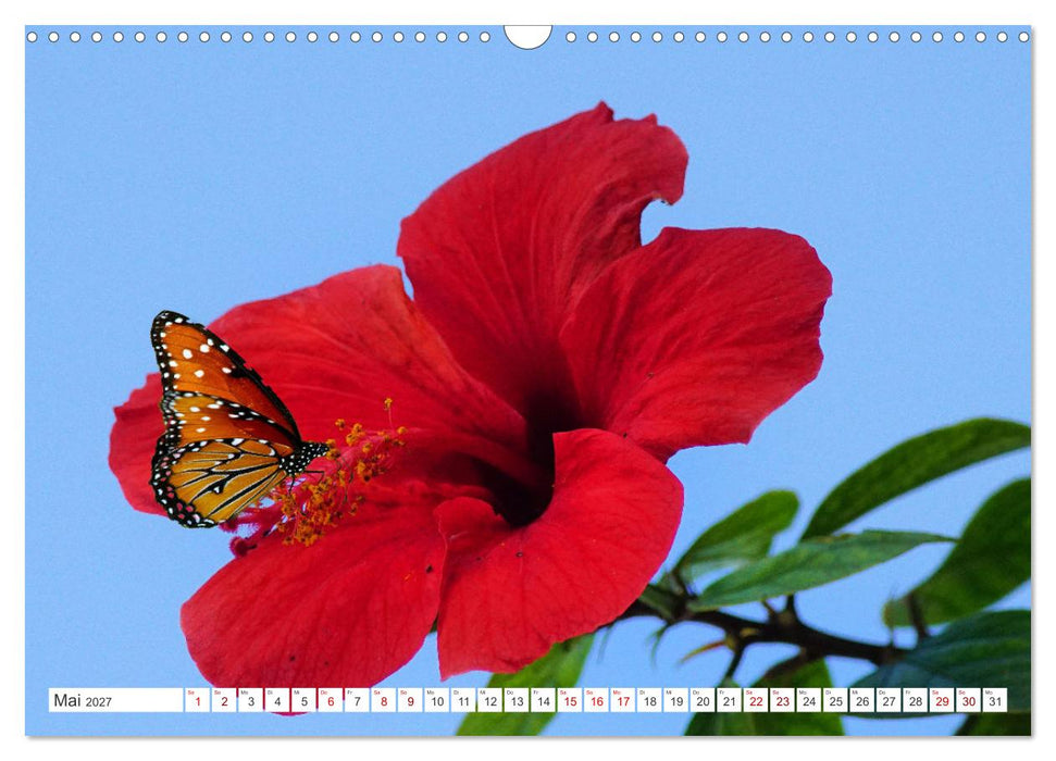 Asiatische Blumenpracht (CALVENDO Wandkalender 2027)