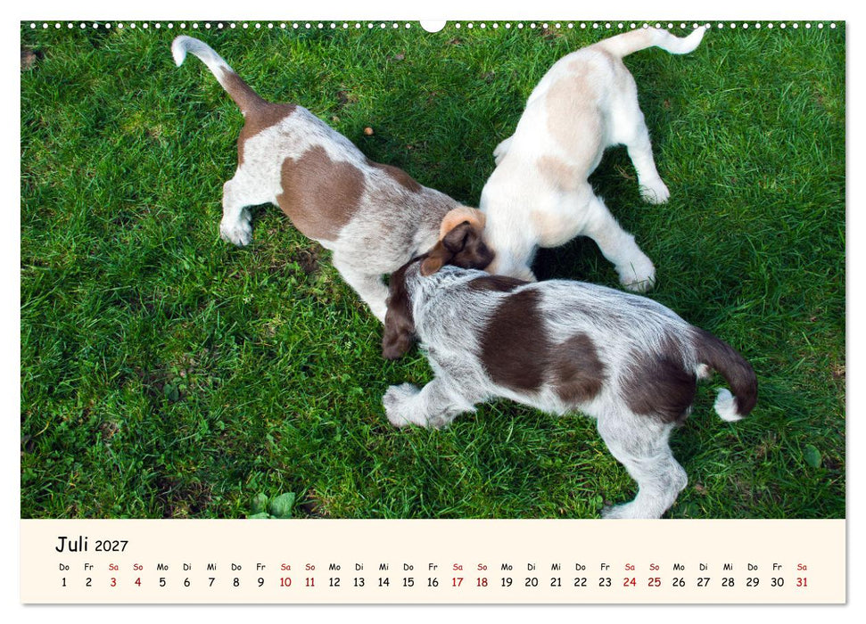 Spinone Italiano Welpen - Kleine Clowns (CALVENDO Premium Wandkalender 2027)