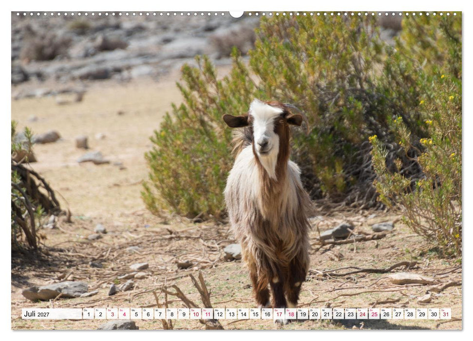 Faszinierender Oman (CALVENDO Premium Wandkalender 2027)