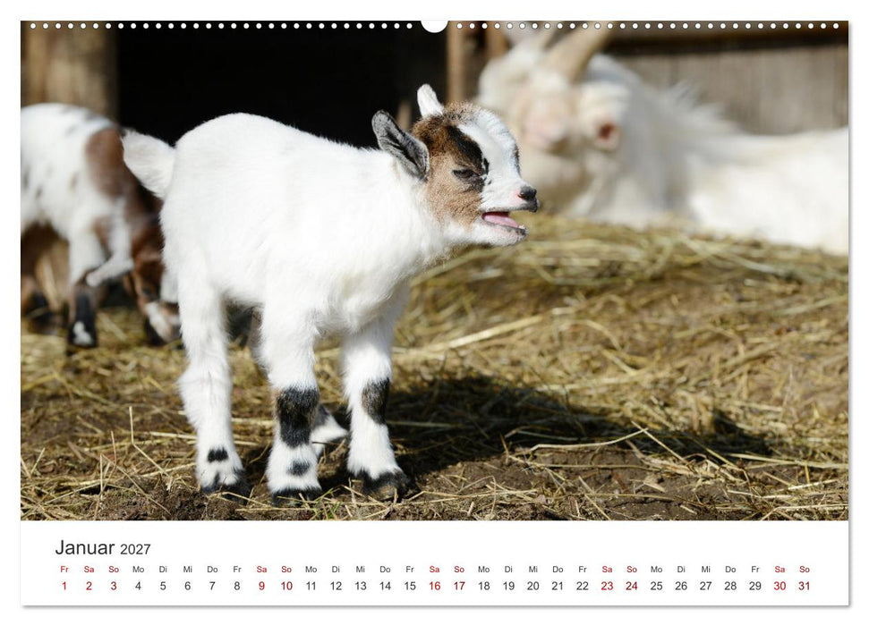 Ziegenkinder (CALVENDO Premium Wandkalender 2027)