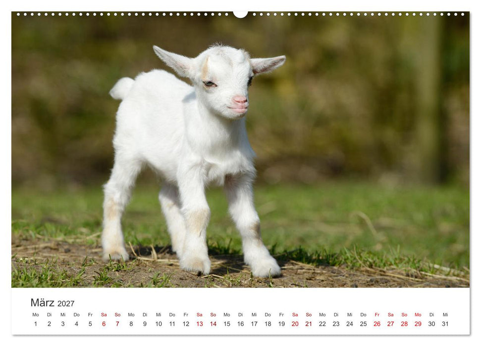 Ziegenkinder (CALVENDO Premium Wandkalender 2027)