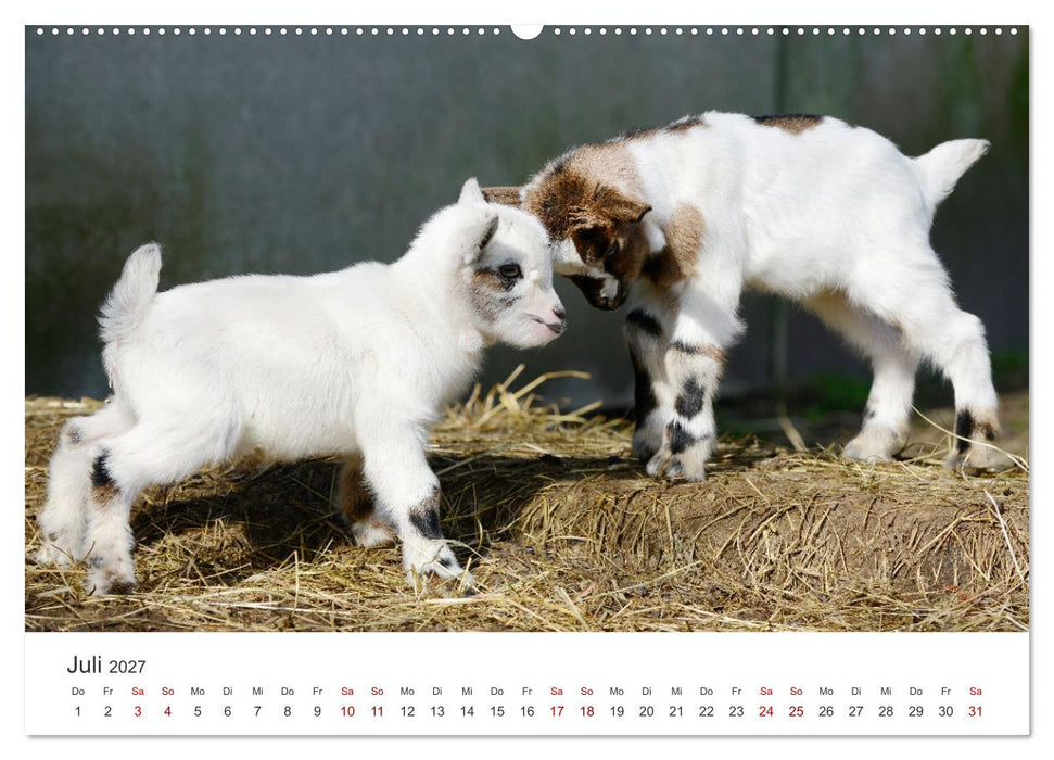 Ziegenkinder (CALVENDO Premium Wandkalender 2027)