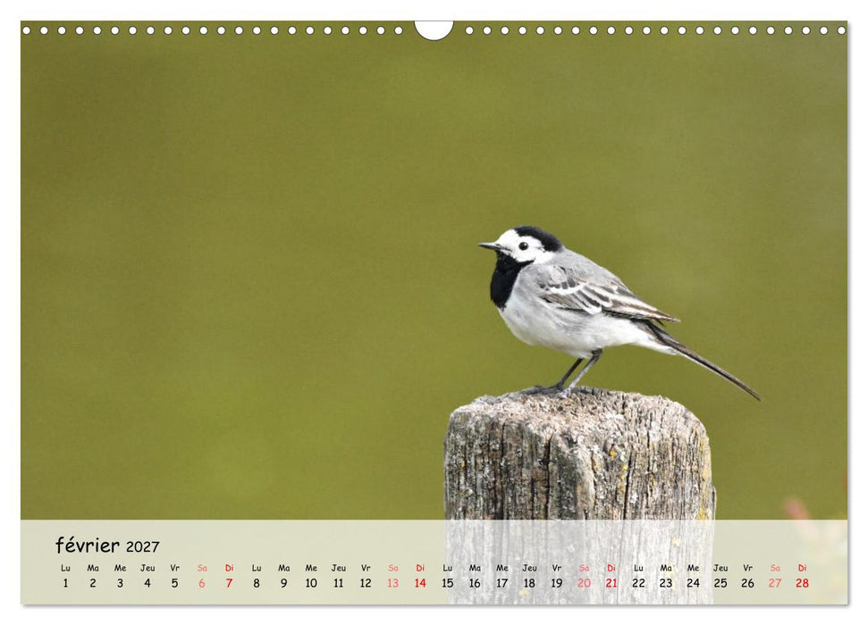 OISEAUX des Jardins et Forêts (CALVENDO Calendrier mensuel 2027)