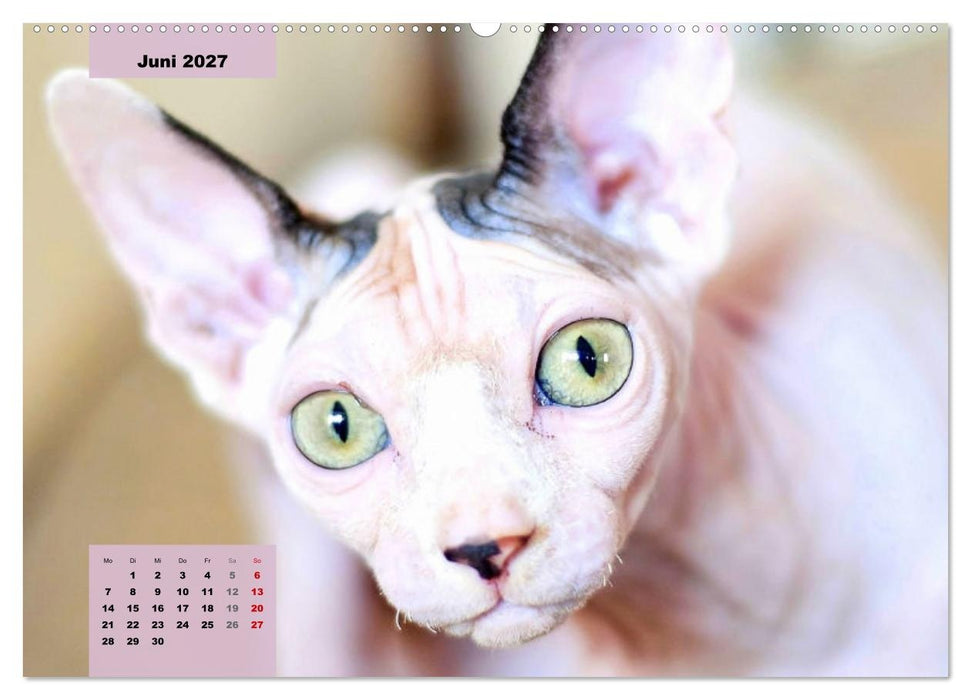 Sphinx. Grazile und anmutige Nacktkatzen (CALVENDO Wandkalender 2027)