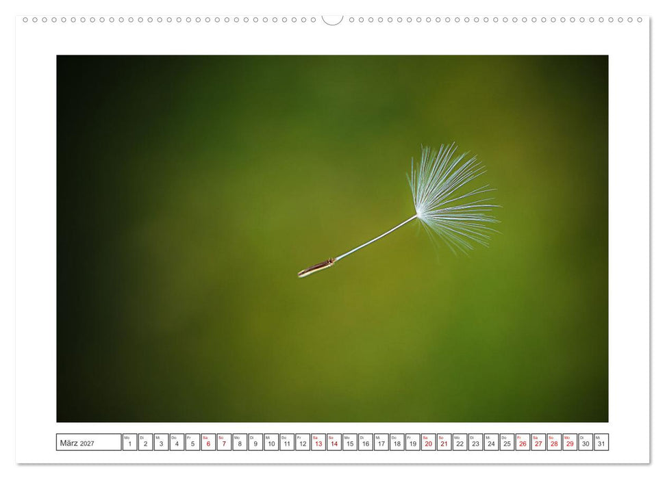 Zauberhafte Pusteblumen (CALVENDO Premium Wandkalender 2027)