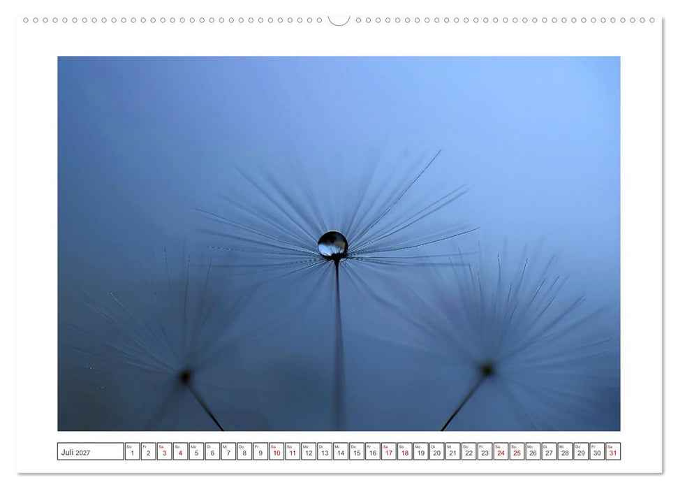 Zauberhafte Pusteblumen (CALVENDO Premium Wandkalender 2027)