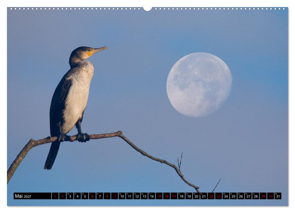 Der Kormoran - Ein intelligenter Fischjäger (CALVENDO Wandkalender 2027)