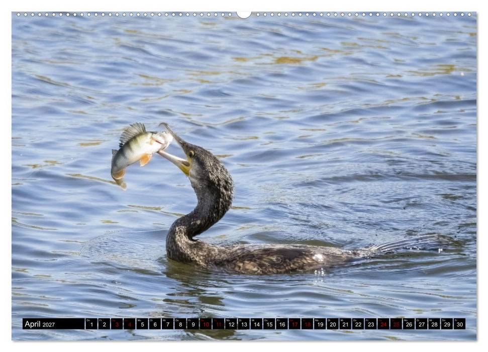 Der Kormoran - Ein intelligenter Fischjäger (CALVENDO Premium Wandkalender 2027)