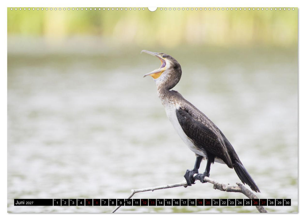 Der Kormoran - Ein intelligenter Fischjäger (CALVENDO Premium Wandkalender 2027)