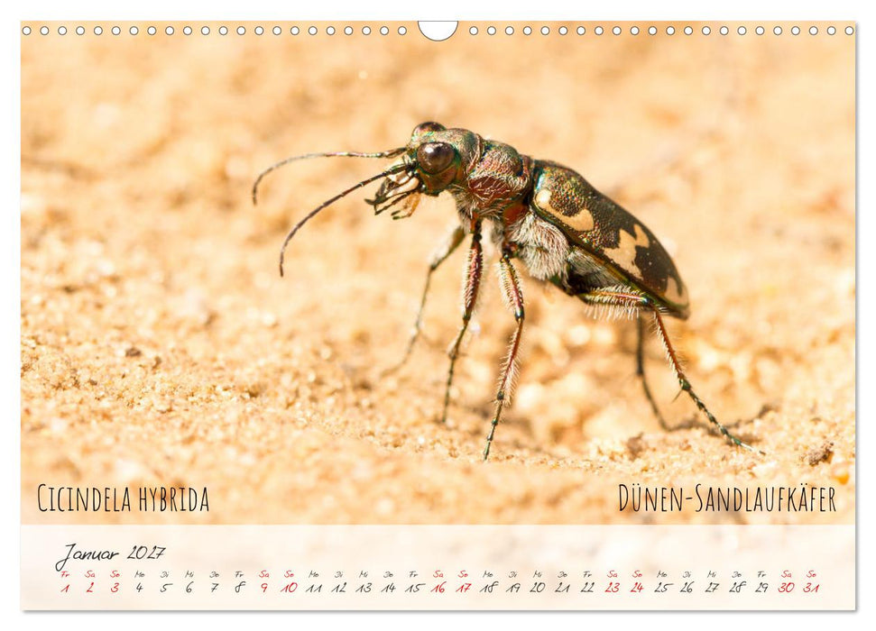 Käfer-Wunderwelten (CALVENDO Wandkalender 2027)