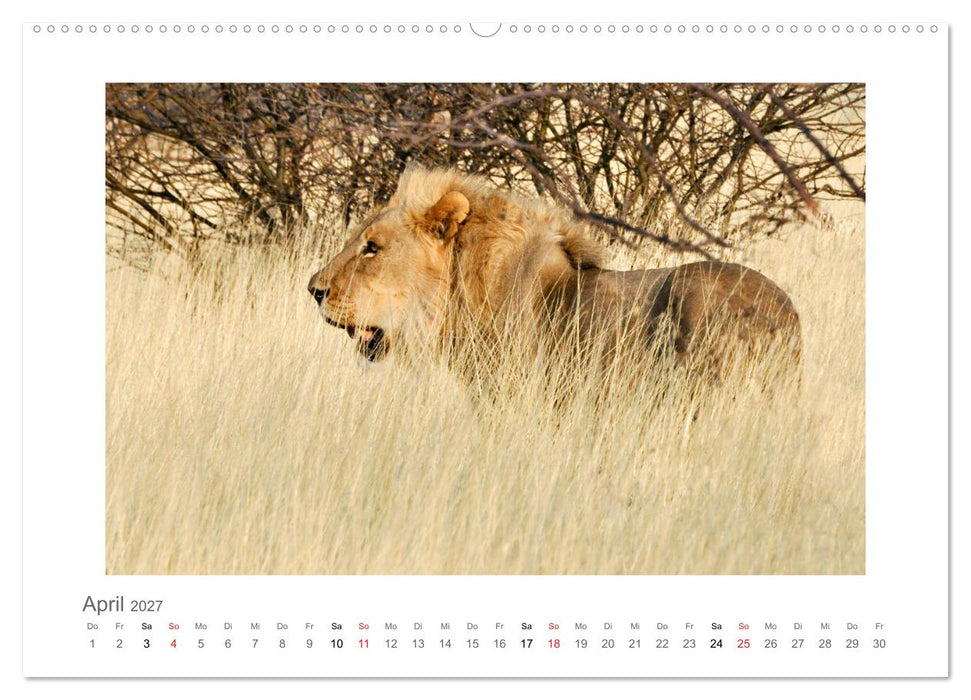 Namibia - unterwegs mit Julia Hahn (CALVENDO Premium Wandkalender 2027)