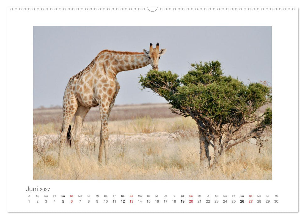 Namibia - unterwegs mit Julia Hahn (CALVENDO Premium Wandkalender 2027)