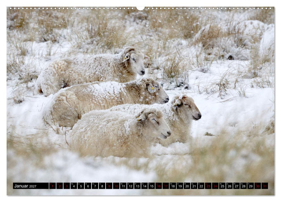 Schafe auf Sylt (CALVENDO Premium Wandkalender 2027)