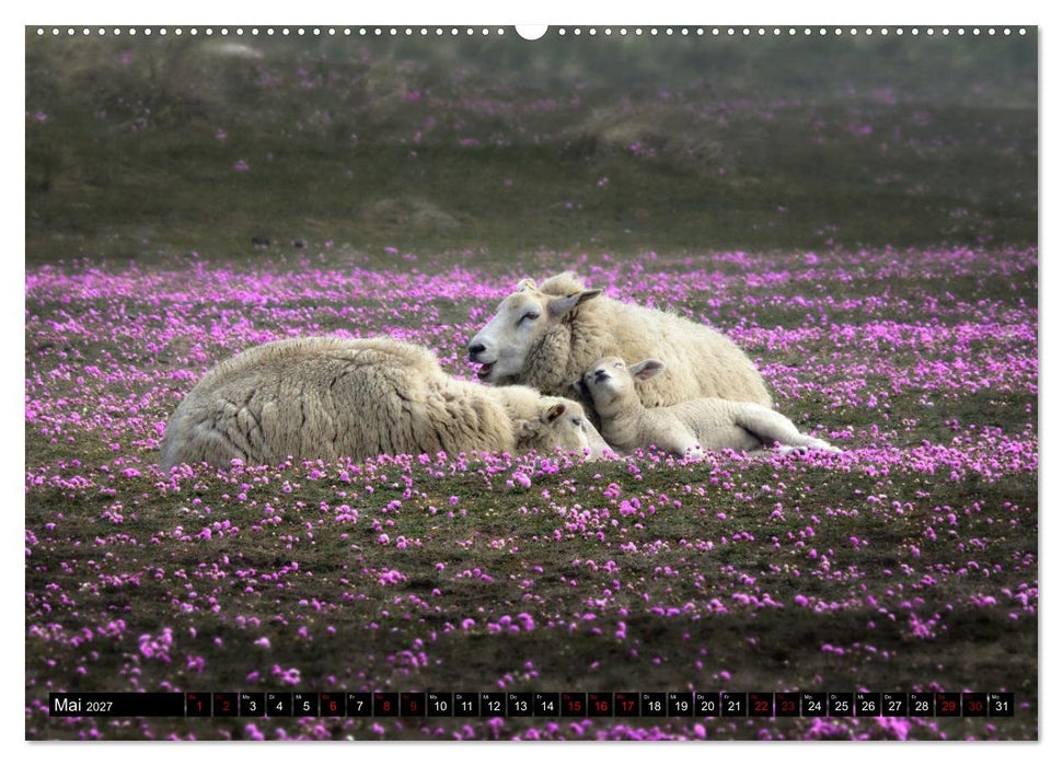 Schafe auf Sylt (CALVENDO Premium Wandkalender 2027)