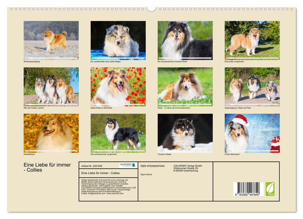 Eine Liebe für immer - Collies (CALVENDO Wandkalender 2027)