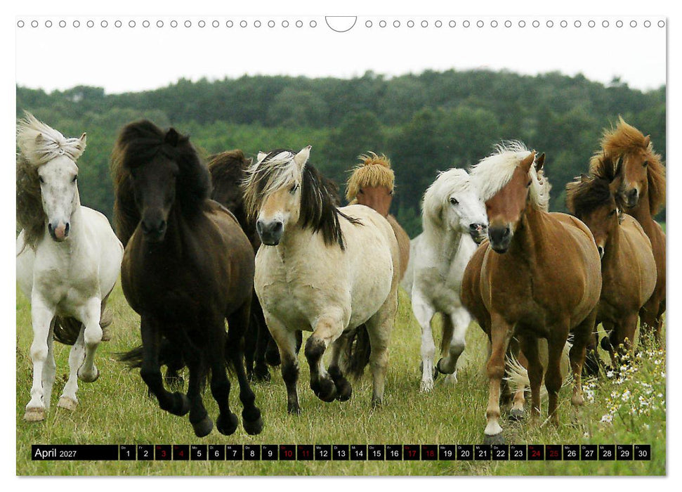 Dein Freund, dein Pferd (CALVENDO Wandkalender 2027)