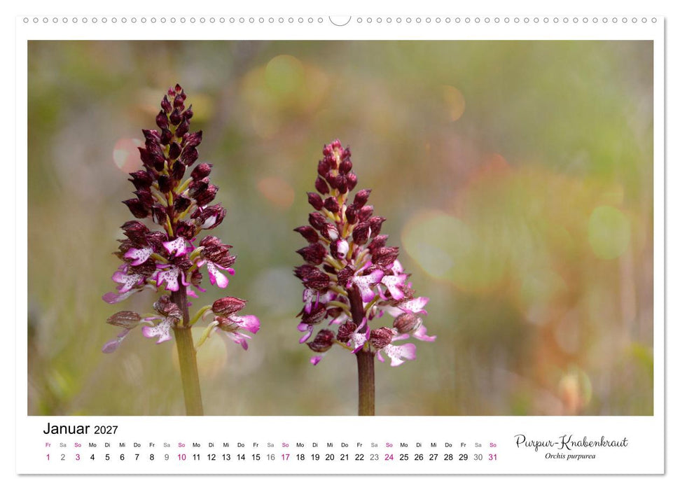 Knabenkraut (CALVENDO Wandkalender 2027)
