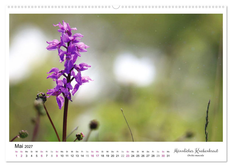 Knabenkraut (CALVENDO Wandkalender 2027)