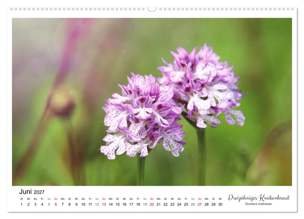 Knabenkraut (CALVENDO Wandkalender 2027)