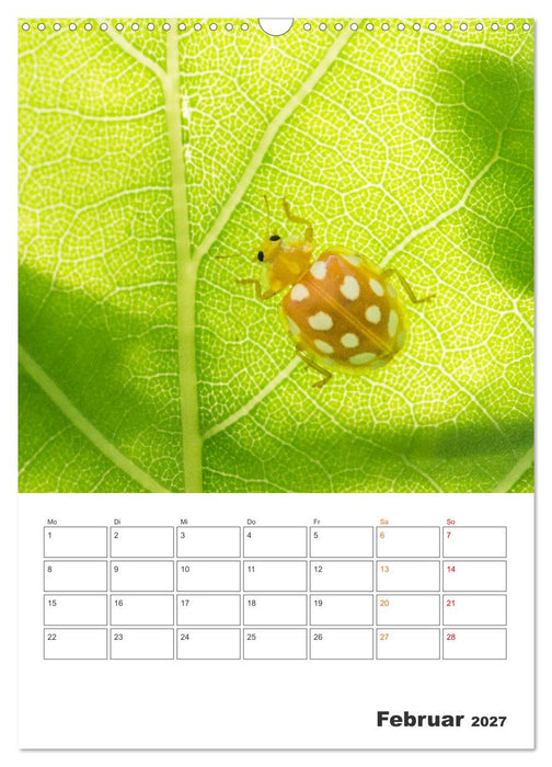 Kleines Glück ganz groß: Marienkäfer! (CALVENDO Wandkalender 2027)