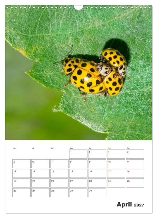 Kleines Glück ganz groß: Marienkäfer! (CALVENDO Wandkalender 2027)