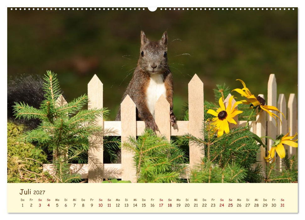 Eichhörnchen - zauberhaft verspielt (CALVENDO Premium Wandkalender 2027)