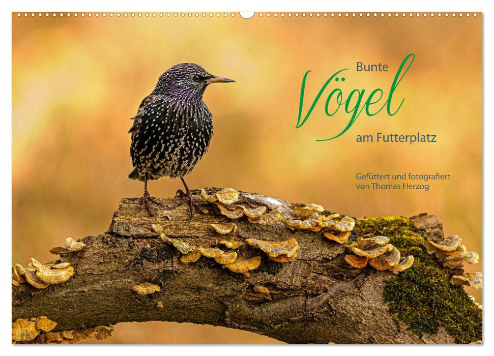 Bunte Vögel am Futterplatz (CALVENDO Wandkalender 2027)