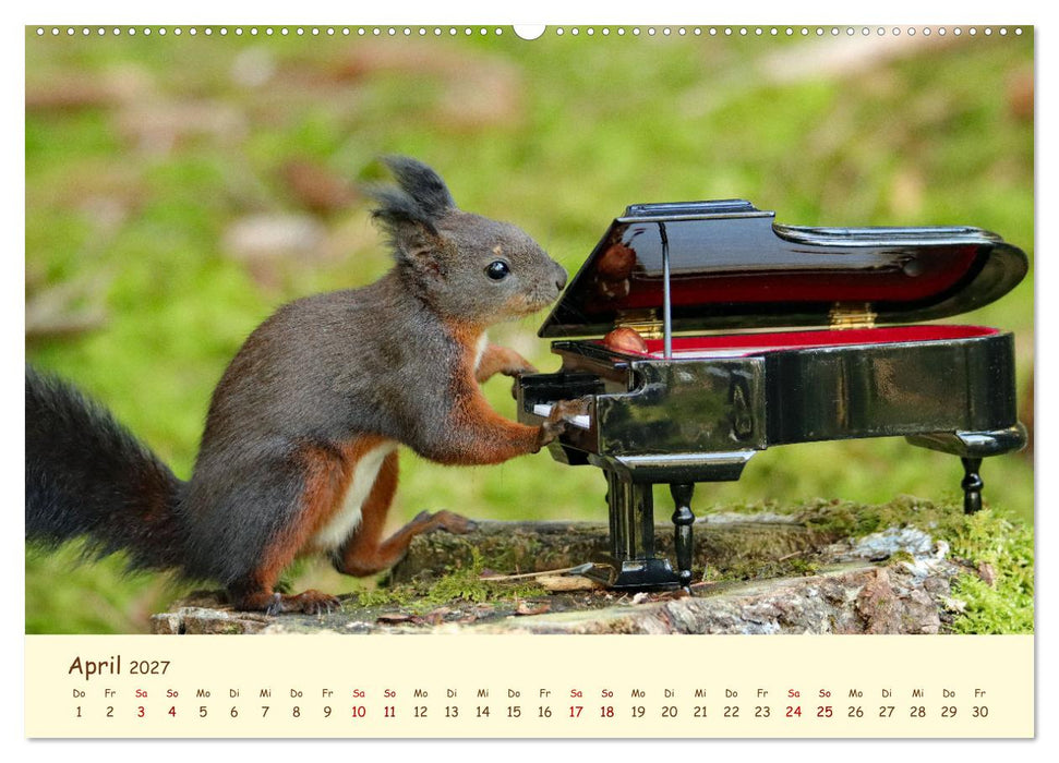 Eichhörnchen - zauberhaft verspielt (CALVENDO Wandkalender 2027)