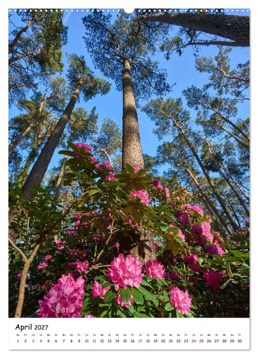 Zauberhafte Rhododendren (CALVENDO Premium Wandkalender 2027)