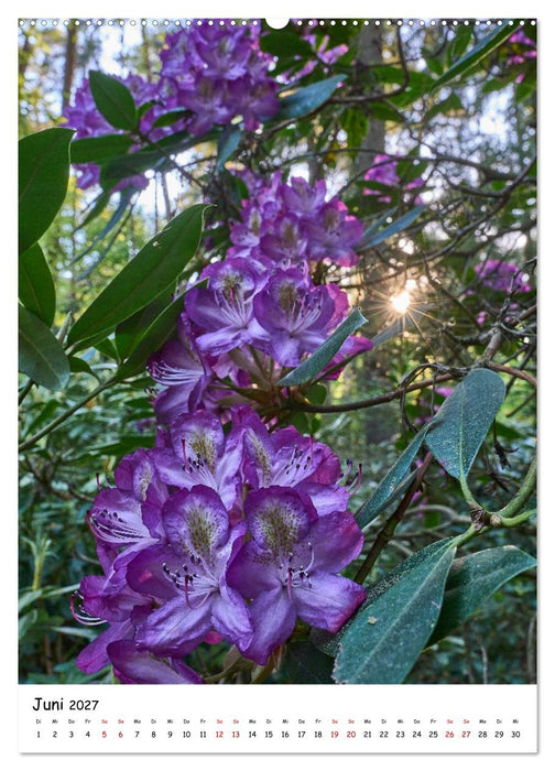 Zauberhafte Rhododendren (CALVENDO Premium Wandkalender 2027)