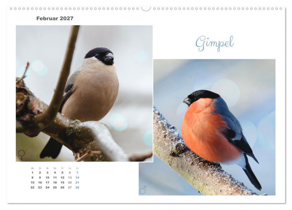 Vogel-Pärchen (CALVENDO Premium Wandkalender 2027)