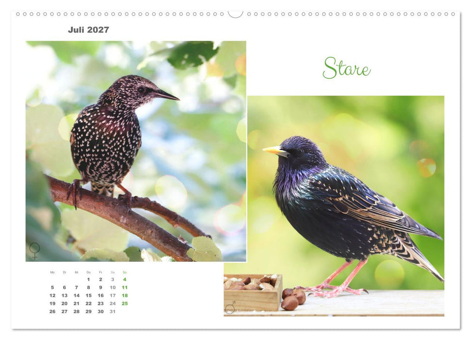 Vogel-Pärchen (CALVENDO Premium Wandkalender 2027)