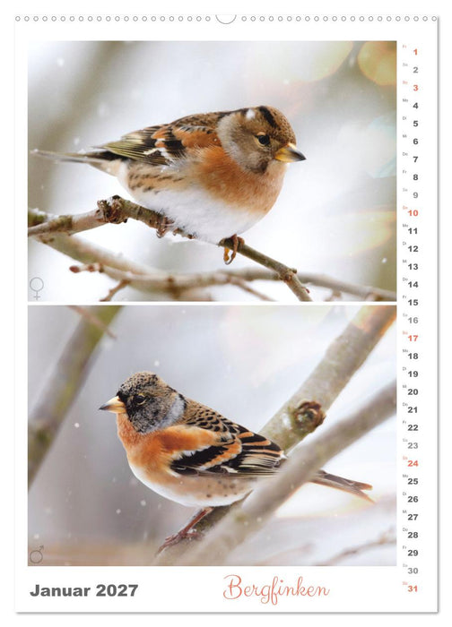 Vogel-Paare (CALVENDO Premium Wandkalender 2027)