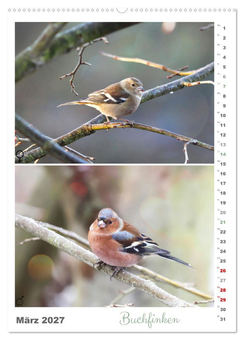 Vogel-Paare (CALVENDO Premium Wandkalender 2027)