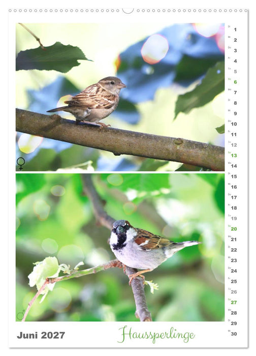 Vogel-Paare (CALVENDO Premium Wandkalender 2027)